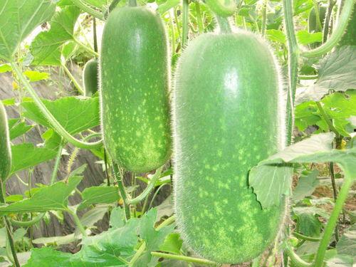 网红吃瓜爆料大全怀孕,揭秘娱乐圈怀孕大事件  第1张